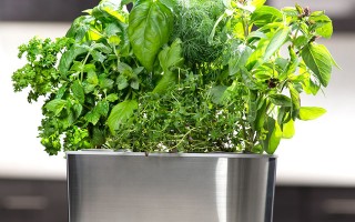 AeroGarden Harvest Elite